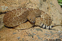 Red Diamond Rattlesnake - Crotalus ruber