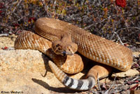 Red Diamond Rattlesnake - Crotalus ruber