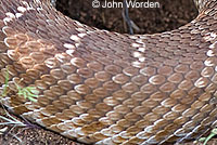 Western Diamond-backed Rattlesnake