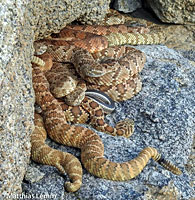 Panamint Rattlesnake