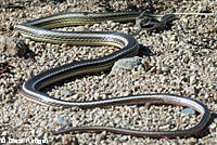 Desert Striped Whipsnake