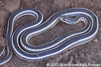 Desert Striped Whipsnake