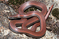 Sharp-tailed Snake