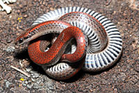 Sharp-tailed Snake