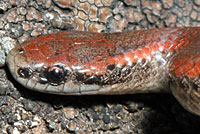 Sharp-tailed Snake