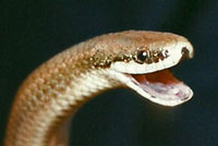 Sharp-tailed Snake