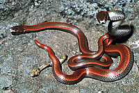 Sharp-tailed Snake