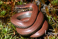 Common Sharp-tailed Snake