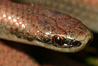 Common Sharp-tailed Snake