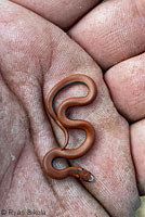 Sharp-tailed Snakes