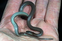 Forest Sharp-tailed Snake 