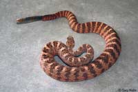 Tiger Rattlesnake