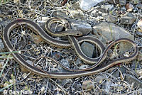 Desert Striped Whipsnake