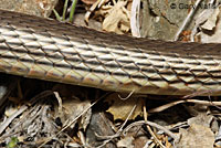 Desert Striped Whipsnake