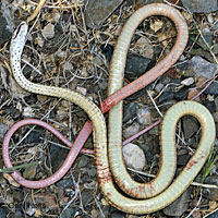 Desert Striped Whipsnake