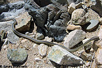 Desert Striped Whipsnake