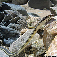 Desert Striped Whipsnake