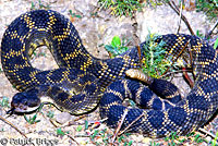 southern pacific rattlesnake