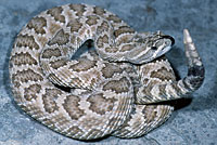 great basin rattlesnake