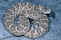 Great Basin Rattlesnake