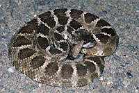 northern pacific rattlesnake