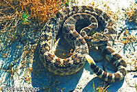 northern pacific rattlesnake