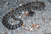 northern pacific rattlesnake