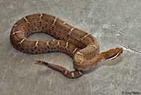 Arizona Ridge-nosed Rattlesnake