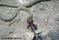 San Bernardino Ring-necked snake eating an adult Arboreal Salamander