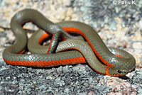 Monterey Ring-necked Snake