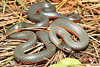 Pacific Ring-necked Snake