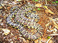 Pacific Gopher Snake Hybrid