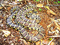 California Kingsnake