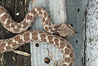 San Diego Nightsnake