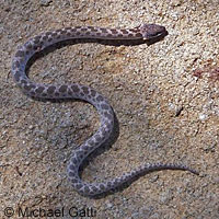 San Diego Night Snake