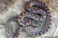 San Diego Nightsnake