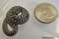 San Diego Nightsnake