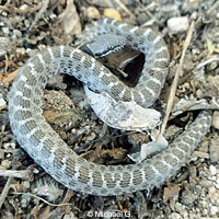 San Diego Nightsnake