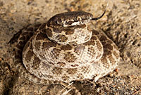 San Diego Nightsnake