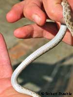 San Diego Nightsnake