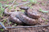 San Diego Nightsnake