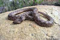 San Diego Nightsnake