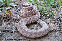 San Diego Nightsnake