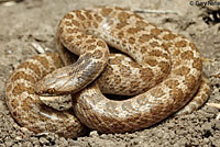 California Nightsnake