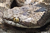 California Nightsnake