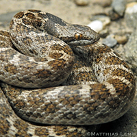 California Nightsnake
