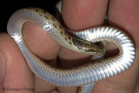 California Nightsnake