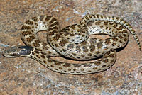 Northern Desert Nightsnake