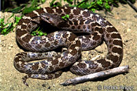 San Diego Nightsnake