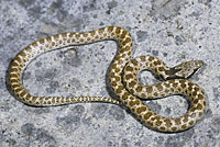 California Nightsnake